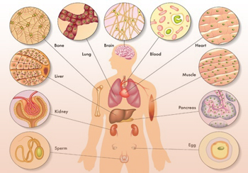 Acupuncture, Functional Medicine, San Mateo, Fertility, Nutrition